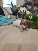 Pebbles, a female Miniature Dachshund for sale in Marathon, NY – 4 of 8