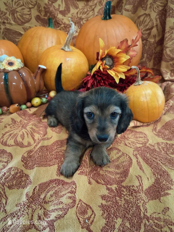 Autumn – Miniature Dachshund puppy for sale in Marathon, NY