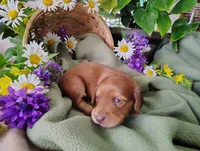 Rosie, a female Miniature Dachshund for sale in Marathon, NY – 4 of 5
