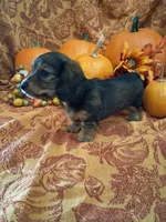 Pecan, a female Miniature Dachshund for sale in Marathon, NY – 8 of 8