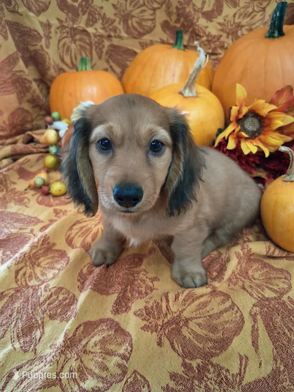 Irish – Miniature Dachshund puppy for sale in Marathon, NY
