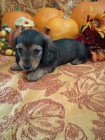 Autumn, a female Miniature Dachshund for sale in Marathon, NY – 5 of 8