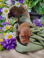 Petunia, a female Miniature Dachshund for sale in Marathon, NY – 1 of 5
