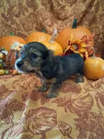 Pecan, a female Miniature Dachshund for sale in Marathon, NY – 4 of 8