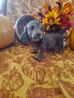 Misu, a  Miniature Dachshund for sale in Marathon, NY – 3 of 6