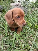 Buff, a male Miniature Dachshund for sale in Marathon, NY – 4 of 7