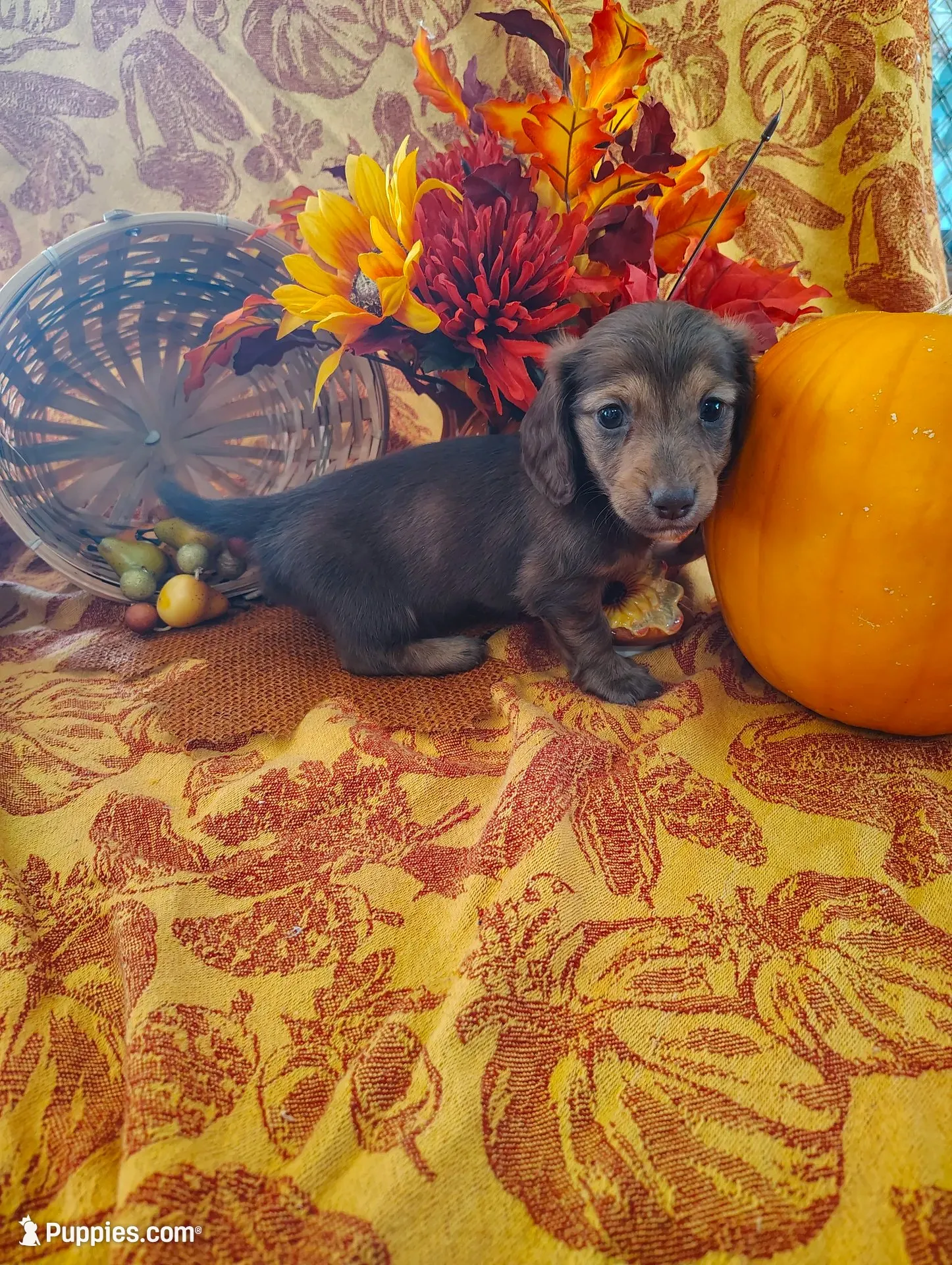 Misu, a  Miniature Dachshund for sale in Marathon, NY – 1 of 6
