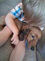 Dusty, a male Miniature Dachshund for sale in Marathon, NY – 10 of 10