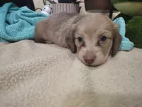 Sandy, a male Miniature Dachshund for sale in Marathon, NY – 6 of 7