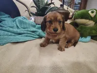 Irish, a male Miniature Dachshund for sale in Marathon, NY – 6 of 7
