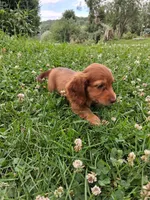 Rosie, a female Miniature Dachshund for sale in Marathon, NY – 5 of 7