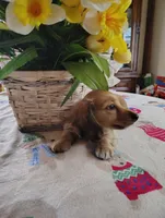 Blossom, a female Miniature Dachshund for sale in Marathon, NY – 2 of 6