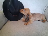 Dusty, a male Miniature Dachshund for sale in Marathon, NY – 2 of 10