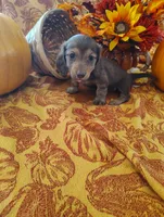 Misu, a  Miniature Dachshund for sale in Marathon, NY – 5 of 6
