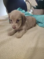 Sandy, a male Miniature Dachshund for sale in Marathon, NY – 7 of 7