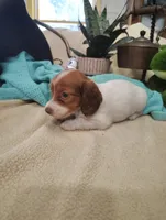Pebbles, a female Miniature Dachshund for sale in Marathon, NY – 3 of 8