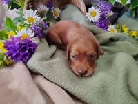Rosie, a female Miniature Dachshund for sale in Marathon, NY – 3 of 5