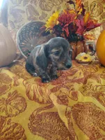 Spice, a  Miniature Dachshund for sale in Marathon, NY – 5 of 8