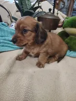 Irish, a male Miniature Dachshund for sale in Marathon, NY – 4 of 7