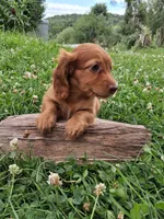 Rosie, a female Miniature Dachshund for sale in Marathon, NY – 7 of 7