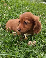 Rosie, a female Miniature Dachshund for sale in Marathon, NY – 4 of 7