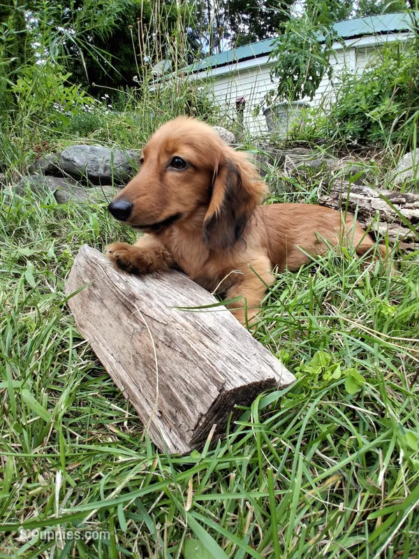 Dusty – Miniature Dachshund puppy for sale in Marathon, NY