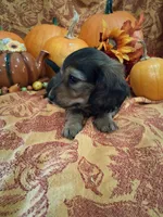 Autumn, a female Miniature Dachshund for sale in Marathon, NY – 3 of 8