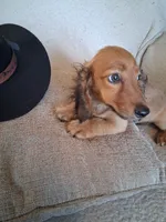 Dusty, a male Miniature Dachshund for sale in Marathon, NY – 3 of 10