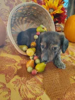 Spice, a  Miniature Dachshund for sale in Marathon, NY – 4 of 8