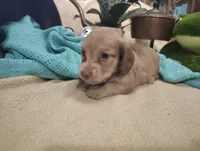 Sandy, a male Miniature Dachshund for sale in Marathon, NY – 5 of 7