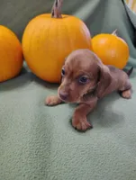 Pumpkin, a male Miniature Dachshund for sale in Marathon, NY – Photo 7 of 8