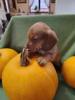 Pumpkin, a male Miniature Dachshund for sale in Marathon, NY – Photo 6 of 8