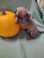 Pumpkin, a male Miniature Dachshund for sale in Marathon, NY – Photo 3 of 8