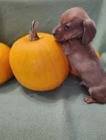 Pumpkin, a male Miniature Dachshund for sale in Marathon, NY – Photo 4 of 8