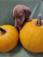 Pumpkin, a male Miniature Dachshund for sale in Marathon, NY – Photo 8 of 8