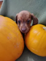 Pumpkin, a male Miniature Dachshund for sale in Marathon, NY – Photo 5 of 8