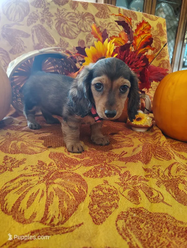 Autumn – Miniature Dachshund puppy for sale in Marathon, NY