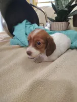 Pebbles, a female Miniature Dachshund for sale in Marathon, NY – 6 of 8