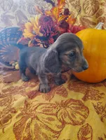 Misu, a  Miniature Dachshund for sale in Marathon, NY – 2 of 6