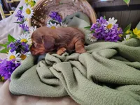 Oakley, a male Miniature Dachshund for sale in Marathon, NY – 5 of 5