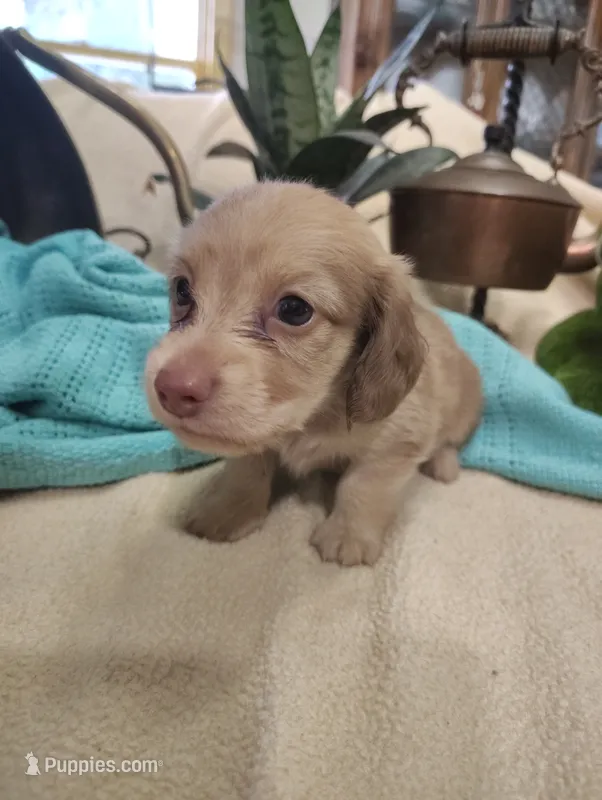 Sandy – Miniature Dachshund puppy for sale in Marathon, NY