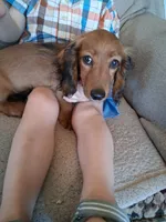 Dusty, a male Miniature Dachshund for sale in Marathon, NY – 9 of 10