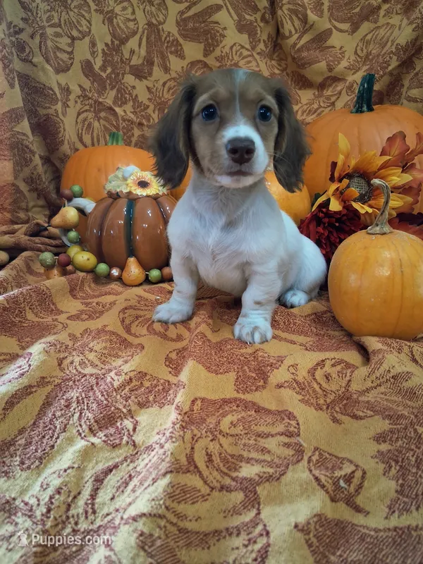 Pebbles – Miniature Dachshund puppy for sale in Marathon, NY