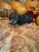 Pecan, a female Miniature Dachshund for sale in Marathon, NY – 2 of 8