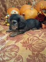 Autumn, a female Miniature Dachshund for sale in Marathon, NY – 4 of 8