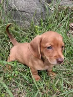 Buff, a male Miniature Dachshund for sale in Marathon, NY – 3 of 7