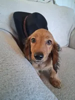 Dusty, a male Miniature Dachshund for sale in Marathon, NY – 5 of 10