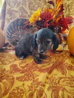 Coffee, a  Miniature Dachshund for sale in Marathon, NY – 5 of 7