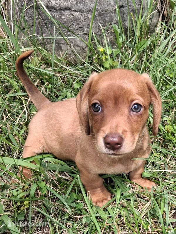 Buff – Miniature Dachshund puppy for sale in Marathon, NY