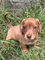 Buff, a male Miniature Dachshund for sale in Marathon, NY – 1 of 7